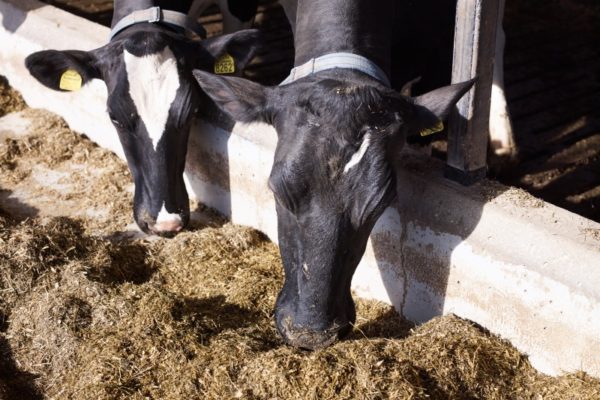 Lijnzaad: lagere voerkosten melkvee zonder gehard vet