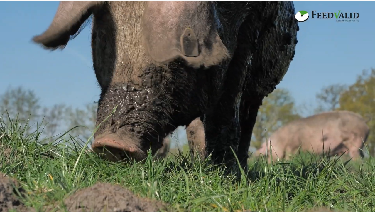 Treffen Sie Zonvarken: die revolutionäre Schweinefarm
