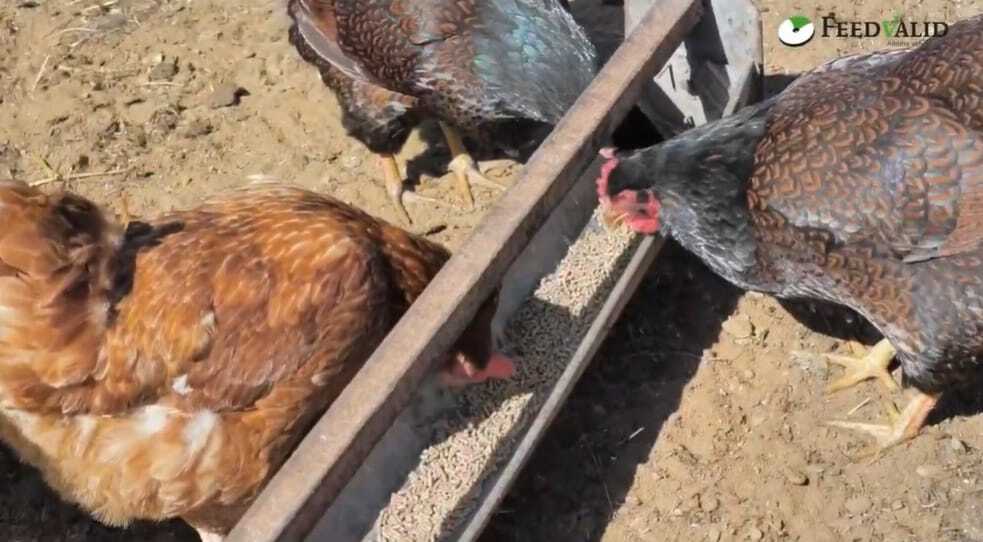 Neu bei Welkoop: kreisförmige Hühnerpellets